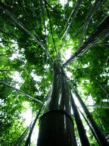 How Sustainable Is Bamboo Sustaining Our World
