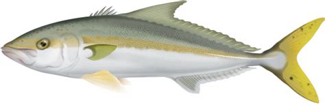 Yellowtail Kingfish Seriola Lalandi Marinewise