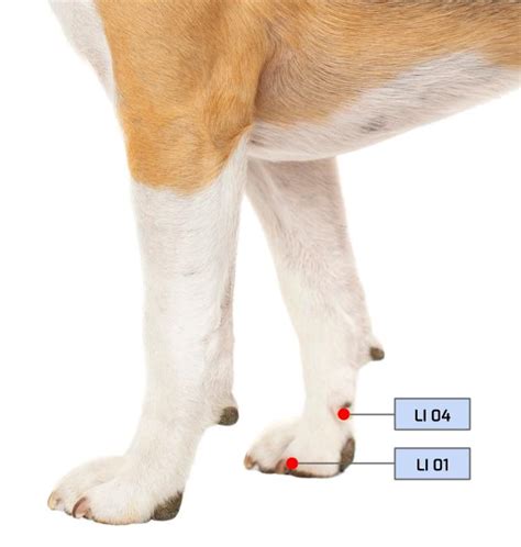 Effects of the application of neck pressure by a collar or harness on intraocular pressure in dogs. Acupuncture Points in Dogs - Large Intestine Meridian ...