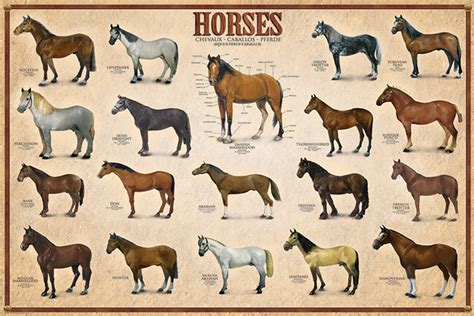 The Horses Poster 19 Equine Breeds Animal Zoology Wall Poster Ebay