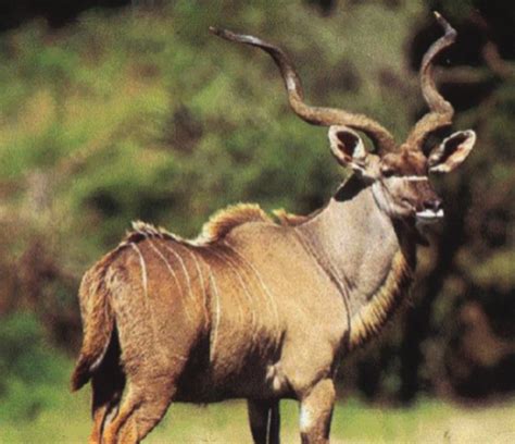 Animals Pictures Kudu