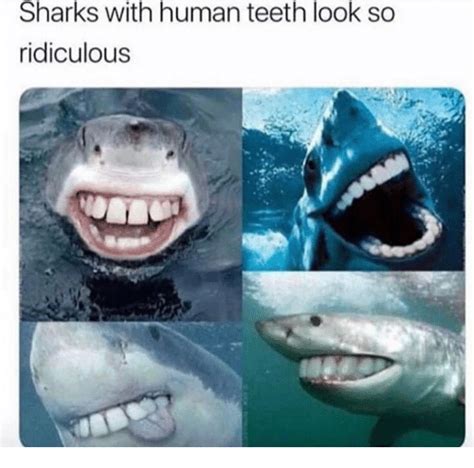 Sharks With Human Teeth Look So Ridiculous Sharks Meme On Meme