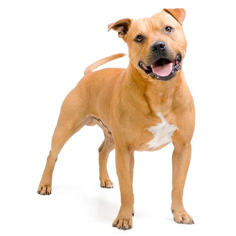 American Pitbull Terrier Colors Forfalas