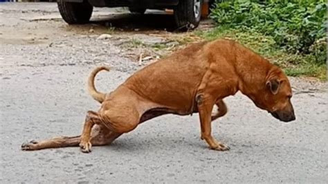 Dog Fakes Broken Leg In Order To Get People To Feed Him — Ladbible