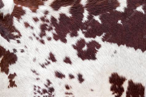 Premium Photo Cowhide For Use As A Background In Full Frame