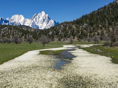 Green Meadow And Snow Capped Mountains Stock Image Image Of