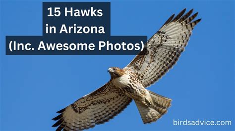 15 Hawks In Arizona Inc Awesome Photos Birds Advice