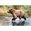 What Do Grizzly Bears Eat And Other Fascinating Bear Facts