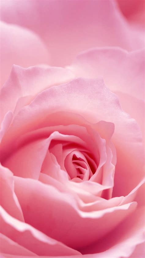 Iphone Retina Wallpapers Light Pink Rose Flower Hd Wallpaper Download