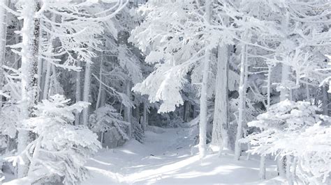 White Forest Wallpapers Top Free White Forest Backgrounds