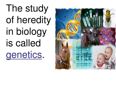 Ppt Heredity Is The Passing Of Traits From Parent To