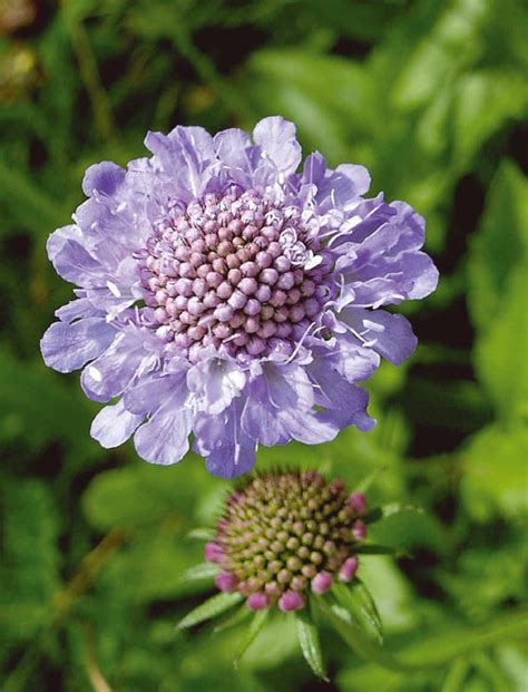 Small Scabious Plants Scabiosa Columbaria Buy Online Landlife
