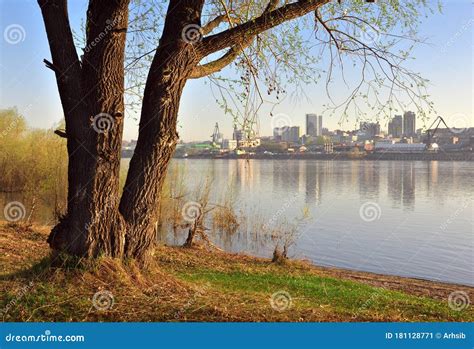Tree On The River Bank In Novosibirsk Stock Image Image Of Great