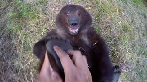 guy plays with grizzly bear cub viral viral videos