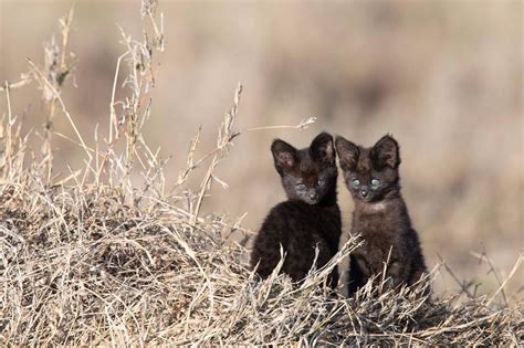 Exclusive Melanistic Serval Kittens Spotted At Namiri Plains Asilia Africa