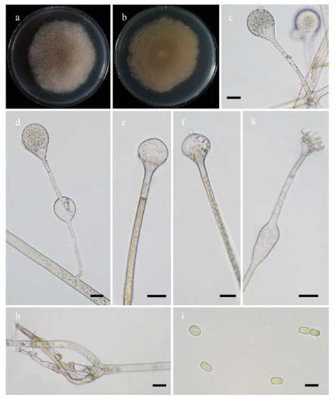 Jof Free Full Text Species Diversity And Ecological Habitat Of