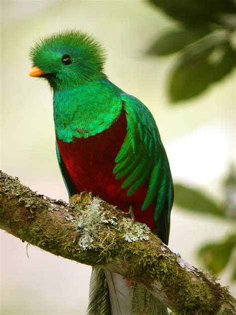 The Quetzal Bird Beauty Of Bird