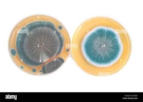 Penicillium Fungi On Agar Plate In Laboratory Stock Photo Alamy