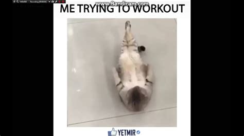 Cat Doing Crunches Youtube