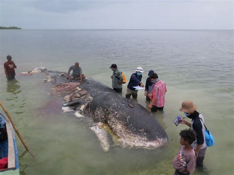Dead Whale Had 115 Plastic Cups In Its Belly