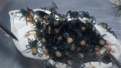 Dozens Of Spiders Emerge From Egg Sac Video Not For The Fainthearted