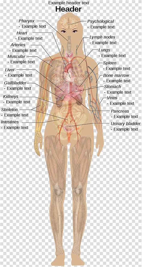 Anatomy Of Internal Organs Female Human Female Anatomy Body