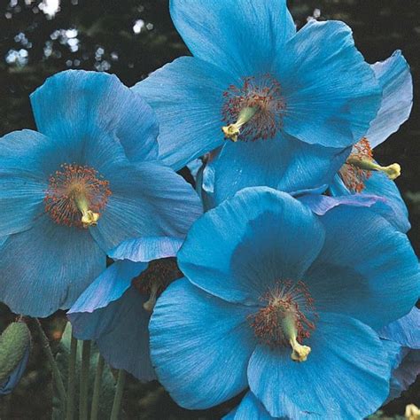 There are several things that you should keep in mind when it comes to the actual planting of the poppy seeds. HOW TO GROW THE HIMALAYAN BLUE POPPY - Meconopsis ...