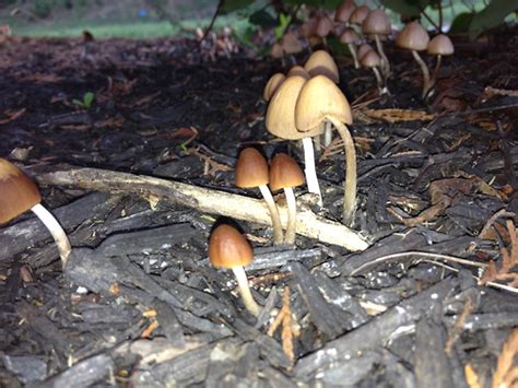 Shroom Id Mushroom Hunting And Identification Shroomery Message Board