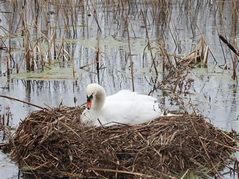 Tallaght Gulls Rings February 2017 Early Swan Nesting