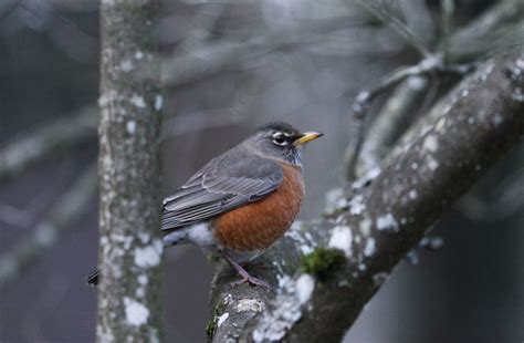 Robin most-seen bird during annual count in Ashland - oregonlive.com
