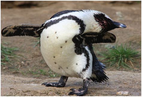 Dancing Penguin Stock Photo Image Of Animals Pole Penguin 11258142