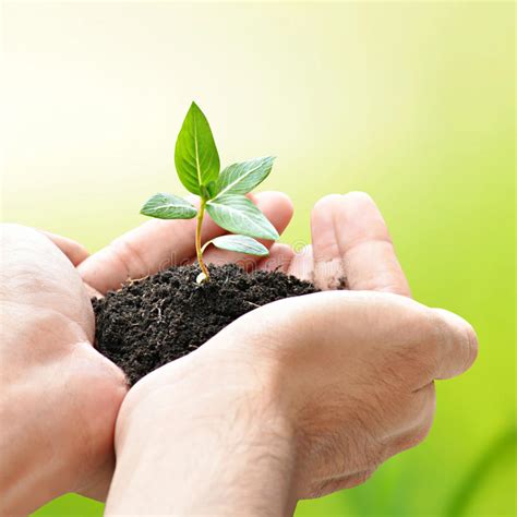 Planta Verde Nas Mãos De Uma Criança Imagem De Stock Imagem De