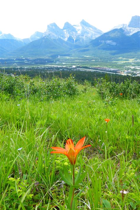Western Wood Lily Friends Of Kananaskis Country