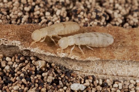 Everything You Should Know About Termites In Indiana