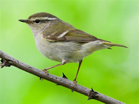 It's seldom seen or heard during the rest of the year, when both males and females skulk silently in the shadows of dense thickets, gleaning insects and berries for food. Yellow-browed Warbler: ID & Introduction | Shanghai ...