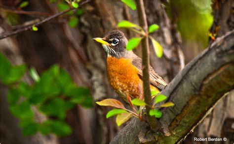Photographing The Common Robin A Symbol Of Spring The Canadian Nature