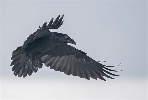 Raven Stock Photo Download Image Now Istock