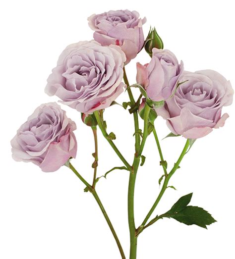 Lavender And Purple Bulk Wedding Flowers Lavender Spray Roses