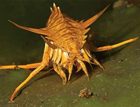Armoured Critter Deep Sea Creatures Weird Animals Rare Animals