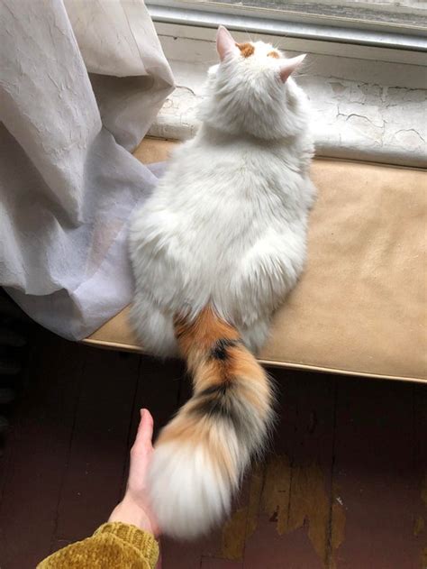 16 Cats With Gloriously Fluffy Tails Cuteness