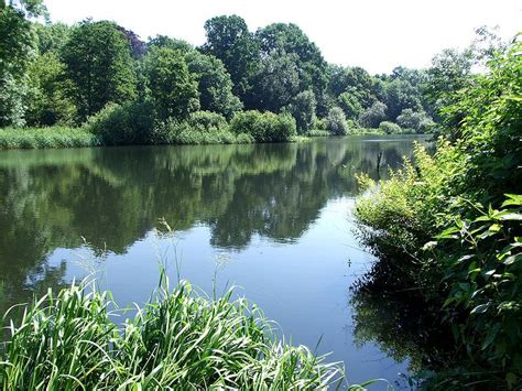 What does riparian habitat mean? Definition > Ecotone