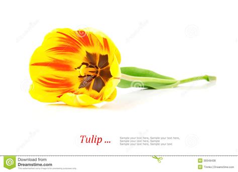 Yellow Tulip Stock Photo Image Of Tulip Leaf Bloom 39349438