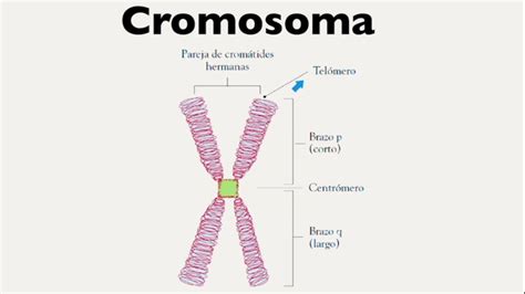 Herencia Unidades Y Estructura Molecular Cromosomas Cariotipo