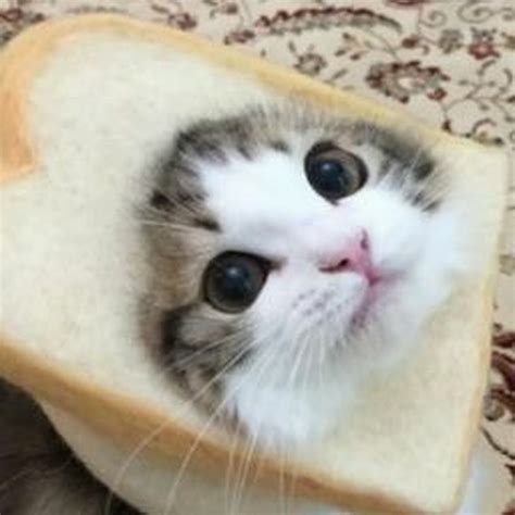 Bread Cat Youtube