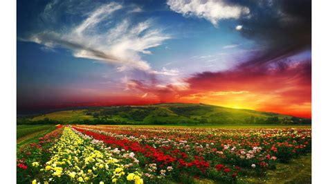 Free Download Colorful Spring Flowers 4k Nature Wallpaper 4k 3840x2160