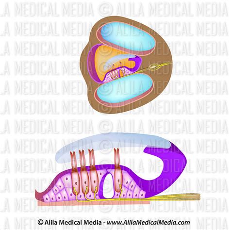 Alila Medical Media Anatomy Of Organ Of Corti Unlabeled Medical