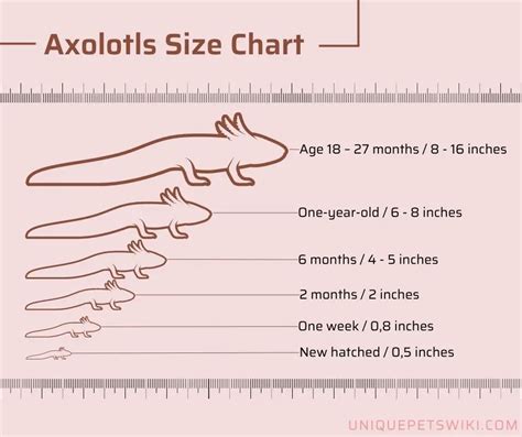 Axolotl Size Chart Tracking Growth And Development
