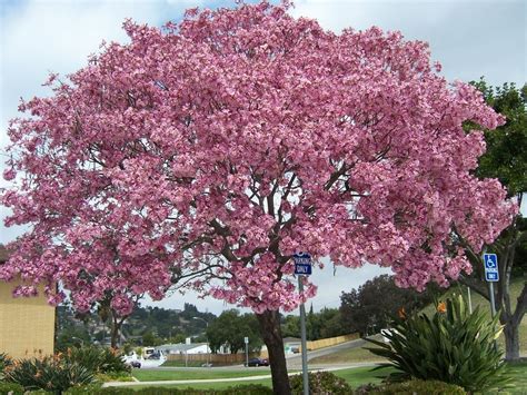 Photo Pink Trumpet Tree Tabebuia Impetiginosa Ornamental Trees