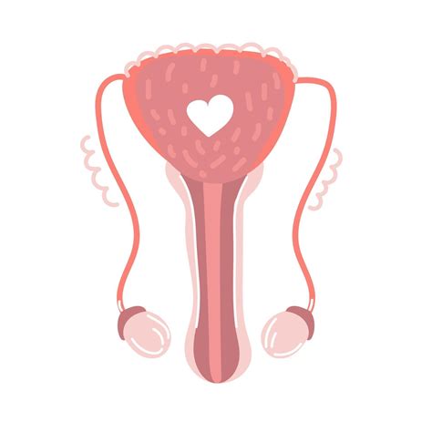Hand Drawn Male Reproductive System Health Human Internal Organs