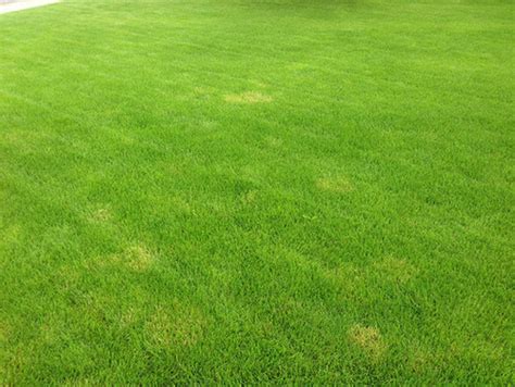 Why Is My Lawn Yellow How To Get Rid Of Yellow Patches On Your Lawn